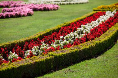 güzel çiçekler yaz schonbrunn Park