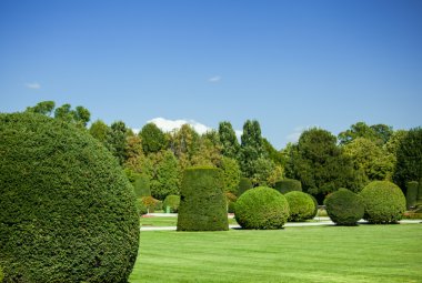 güzel yaz schonbrunn park
