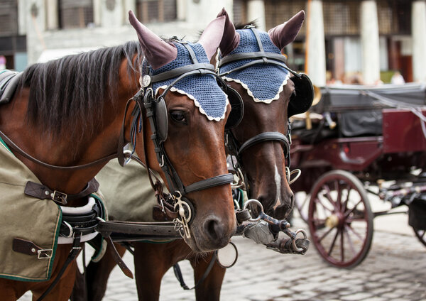 Horse-driven carriage