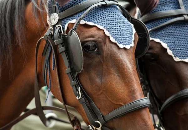 Paarden — Stockfoto