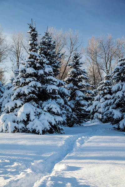 针叶树木覆盖着雪 — 图库照片