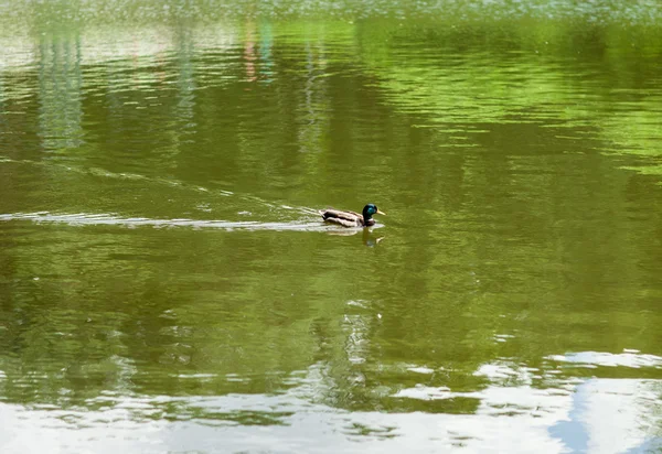 Eenden zwemmen in het water — Stockfoto