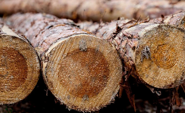 Firewood — Stock Photo, Image