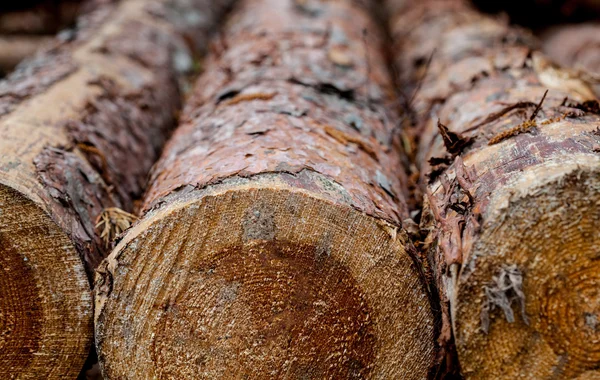 Firewood — Stock Photo, Image