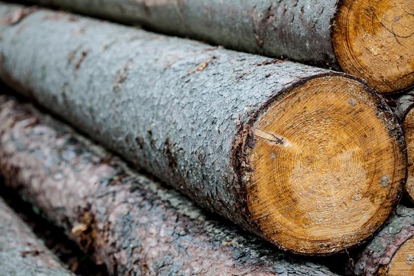 Firewood — Stock Photo, Image