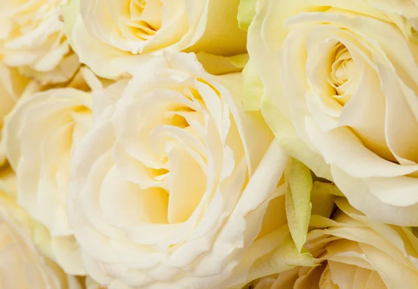 Beautiful roses background — Stock Photo, Image