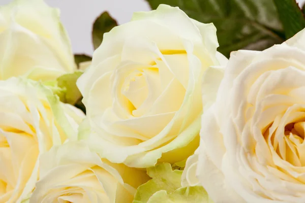 Beautiful roses background — Stock Photo, Image