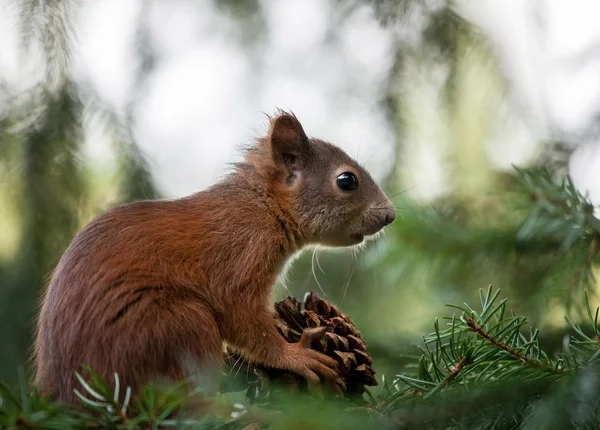 Σκίουρος (Sciurus vulgaris) — Φωτογραφία Αρχείου