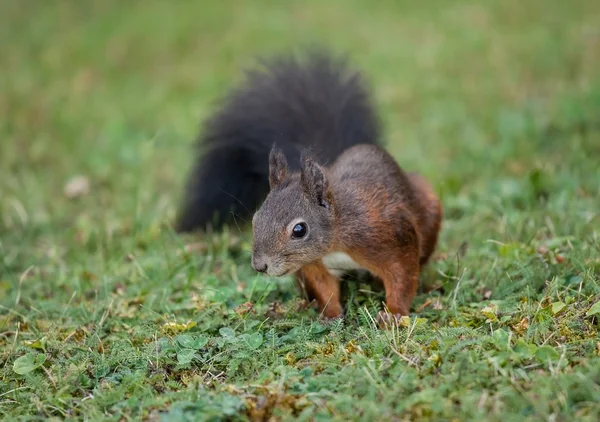 Ekorre (Sciurus vulgaris) — Stockfoto