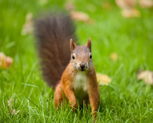 Белка (Sciurus vulgaris ) — стоковое фото