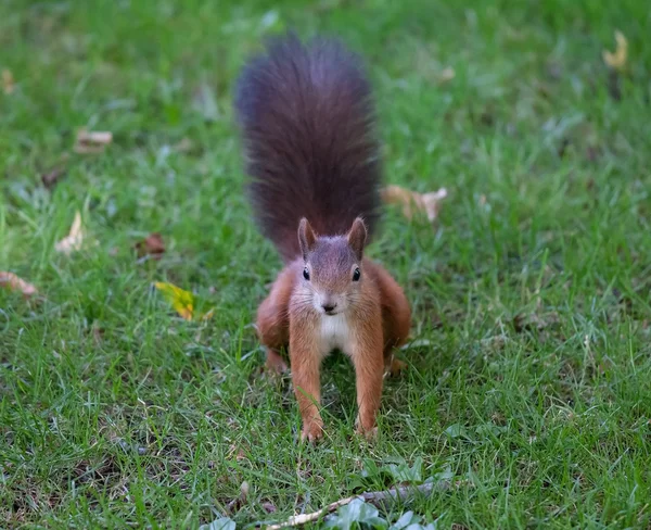 Белка (Sciurus vulgaris ) — стоковое фото