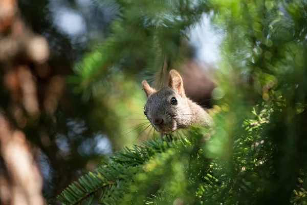 Белка (Sciurus vulgaris ) — стоковое фото