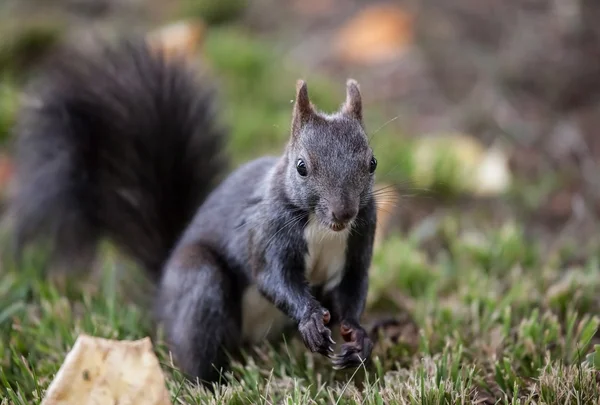 Wiewiórka (Sciurus vulgaris) — Zdjęcie stockowe