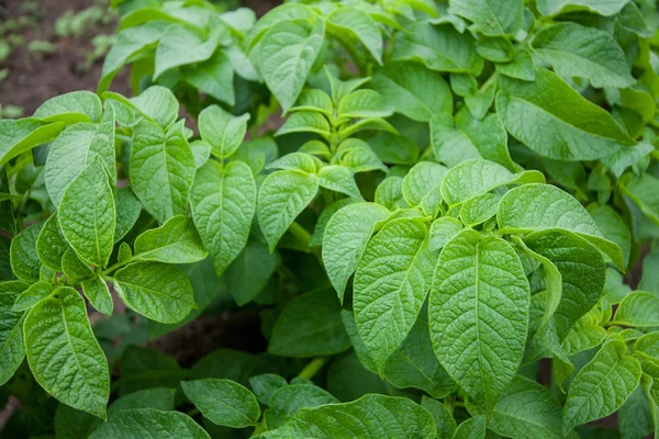 Potato tops background — Stock Photo, Image