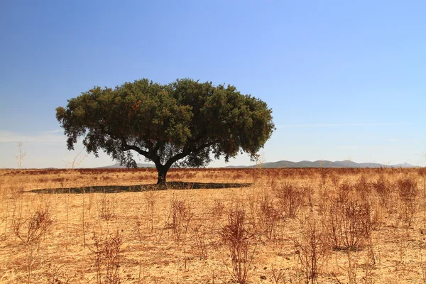 Cork tree — Stock Photo, Image