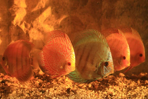 Five colorful discus