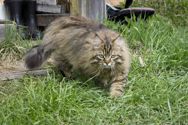 Gato siberiano na rua — Fotografia de Stock