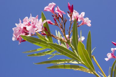 Mavi gökyüzü karşı Pembe çiçek