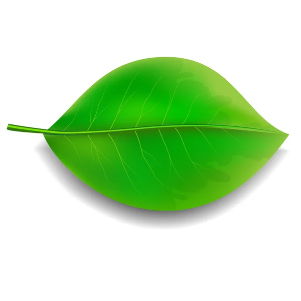 Grünes Blatt — Stockvektor