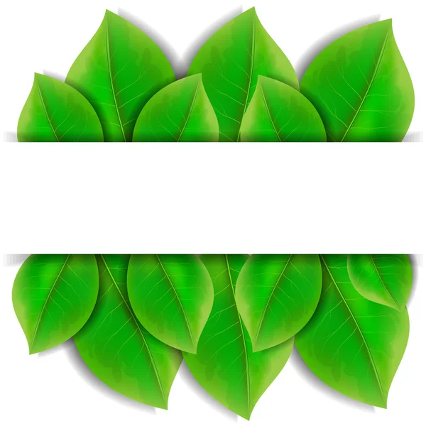 Grüne Blätter — Stockvektor