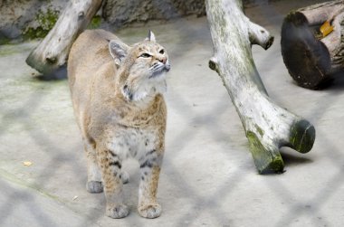 Avrupa lynx