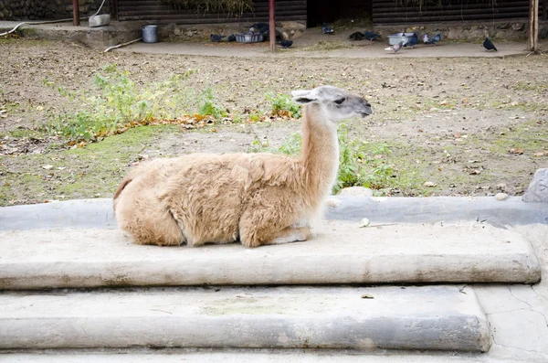 Lama animal — Photo