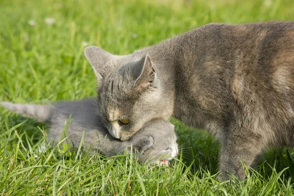 Mother cat — Stock Photo, Image