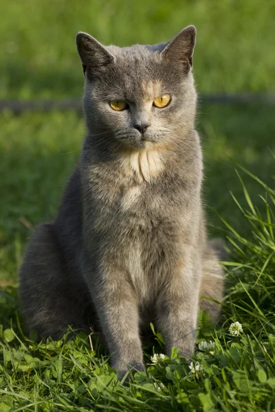 British Cat — Stock Photo, Image