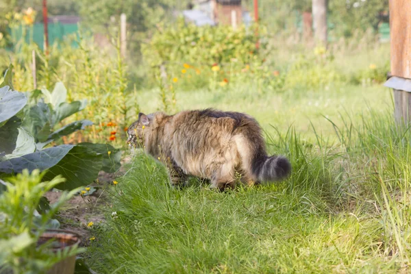 Siberian kedi 3 — Stok fotoğraf