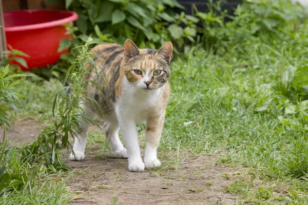 Otların arasında kırmızı kedi yürüyor — Stok fotoğraf