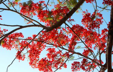 Royal Poinciana