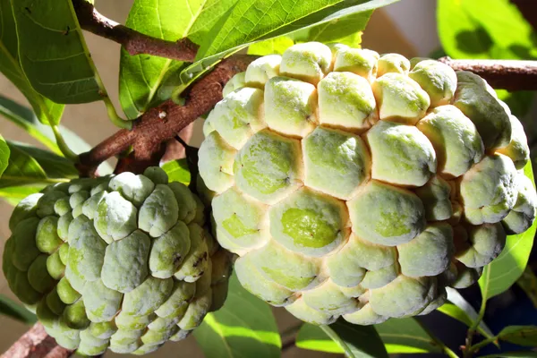 Custard Apple Stock Photo