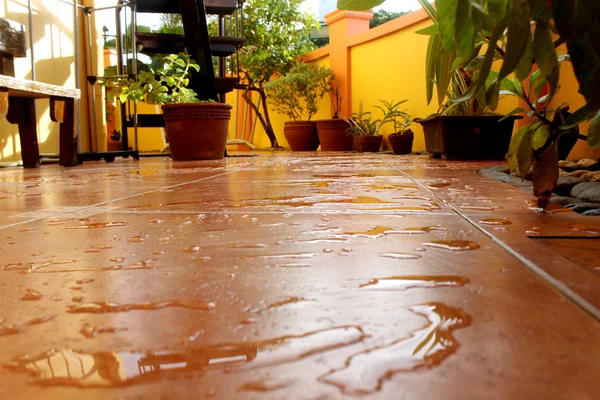 Wet Lawn — Stock Photo, Image