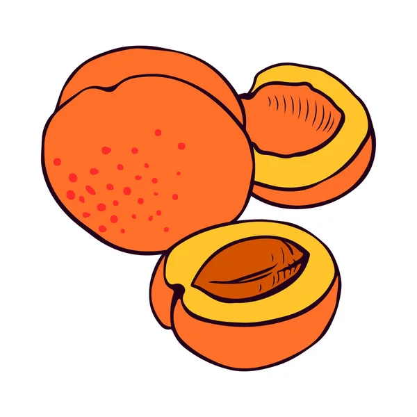 Apricot illustration — Stock Vector