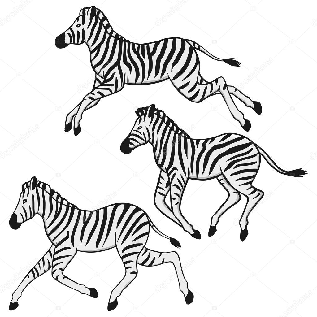 running zebras