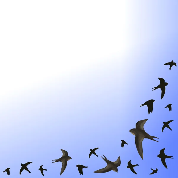 Létající swifts ilustrace — Stockový vektor