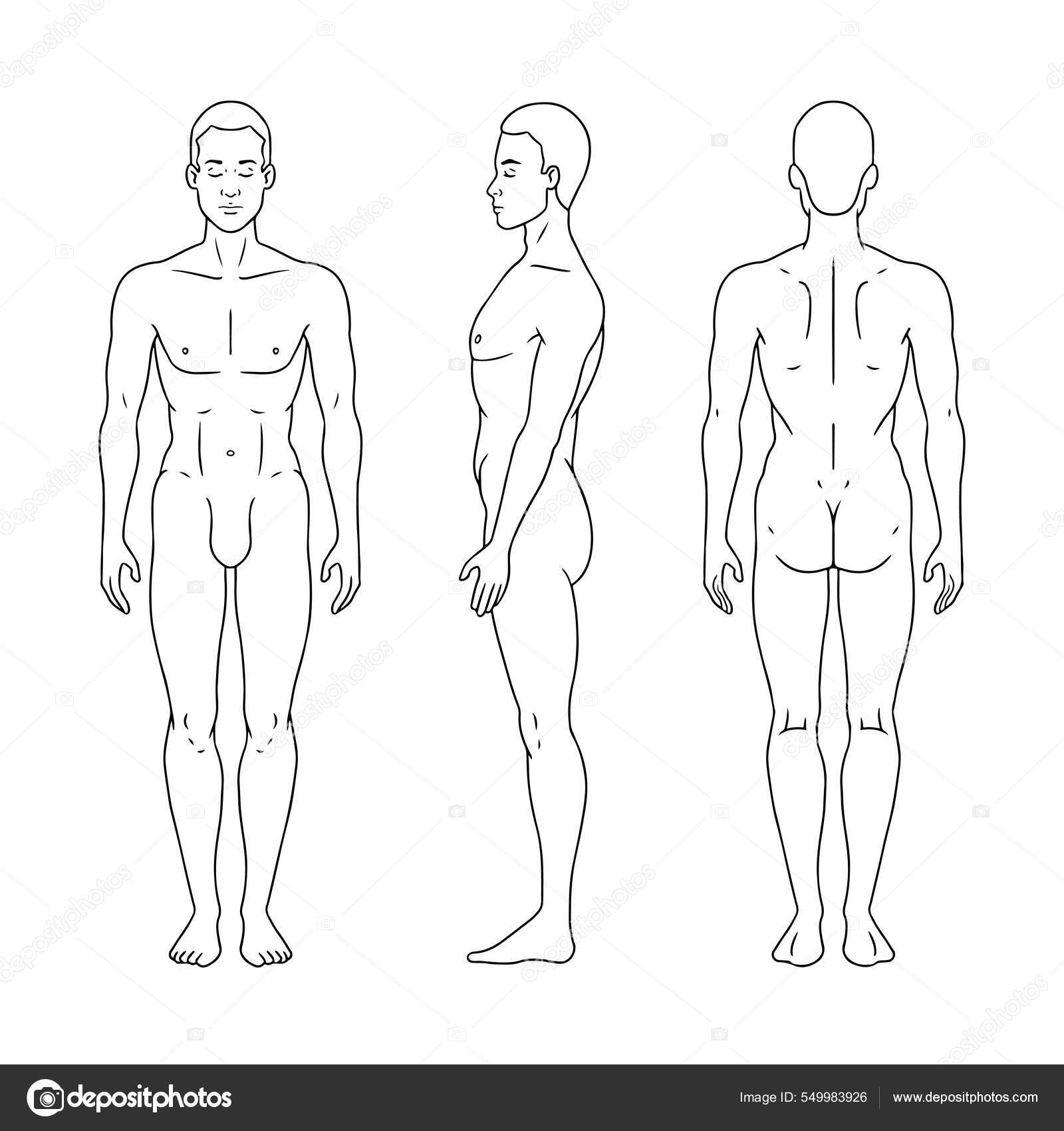 Figura Homem Silhueta Frente Verso Vista Lateral Diagrama Anatomia Corpo  Vetor de ©littlepaw 549983926, image size:1600x1700