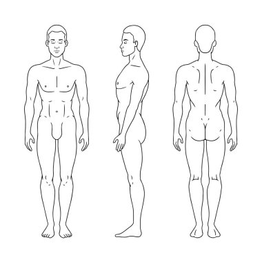 Erkek figürü ayakta, siluet, ön, arka ve yan görünüm. Erkek vücut anatomisi diyagramı. Vektör illüstrasyonu