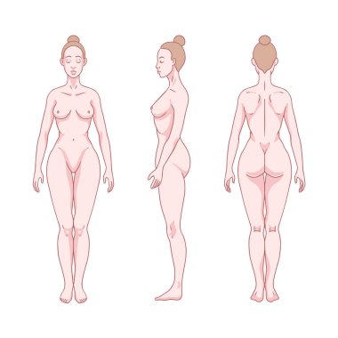 Beyaz kadın figürü ayakta, siluet, ön, arka ve yan görünüm. Kadın vücut anatomisi diyagramı. Vektör illüstrasyonu