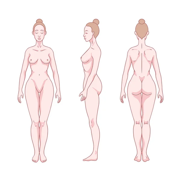 白の女性の図立って シルエット フロント バックとサイドビュー 女性の体解剖図 ベクターイラスト ロイヤリティフリーのストックイラスト