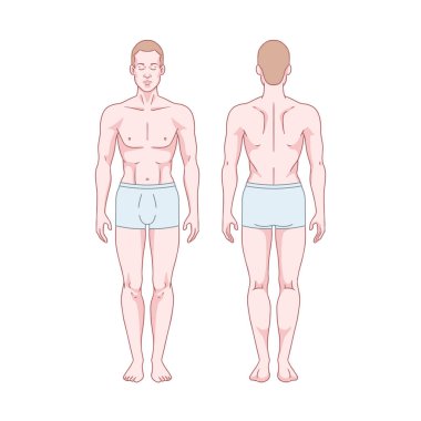Beyaz adam figürü ayakta, siluet, ön ve arka görüş. Erkek vücut anatomisi diyagramı. Çıkarılabilir iç çamaşırı. Vektör illüstrasyonu