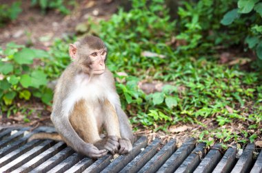 vahşi rhesus makak kam shan ilçe Park, hong kong
