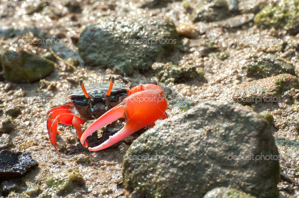 Red-clawed fiddler crab in the mangroves of Tai O, Hong Kong — Stock