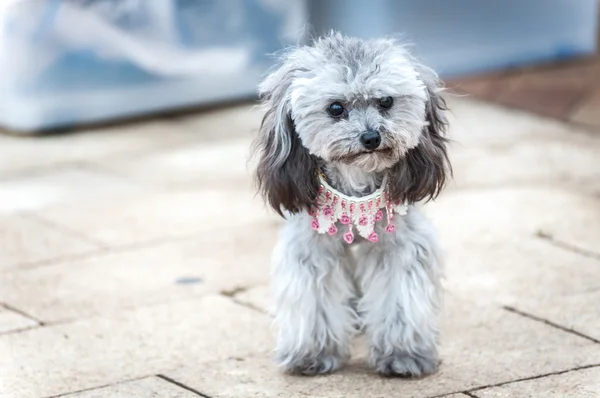 Grey poodle puppy wearing a cute pink necklace — Stock Photo, Image