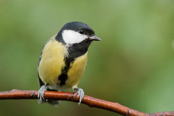 Pájaro sentado en una rama — Foto de Stock