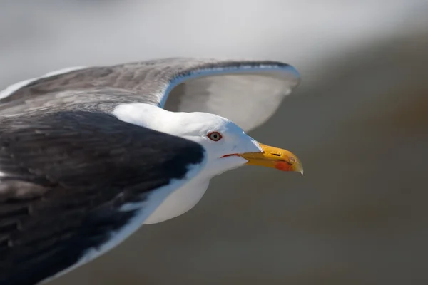 Close up of a flying gull — Stock Photo, Image