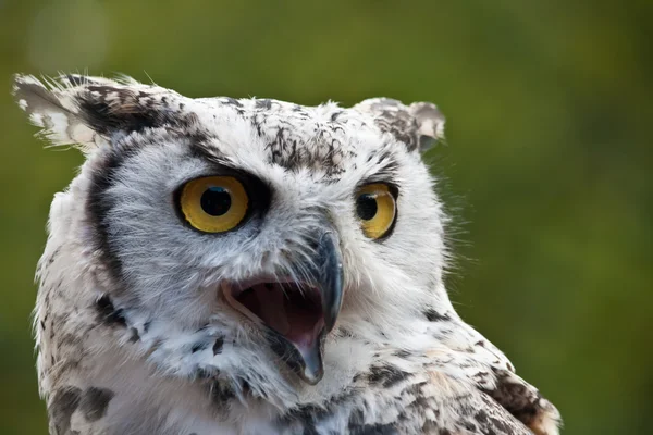 Gros plan d'une chouette des neiges Images De Stock Libres De Droits