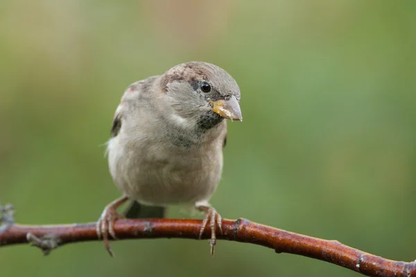 House sparrow sitting on a branch — Stock Photo, Image