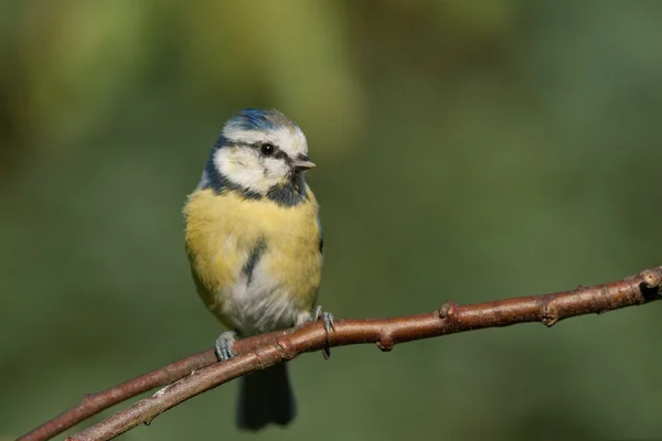 Tette blu seduto su un ramo . — Foto Stock