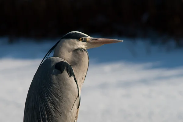 Blue heron v zimě — Stock fotografie